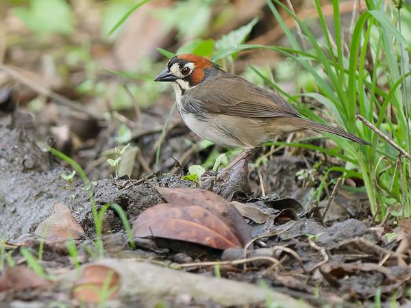 <h3><a href="/trips/costa-rica/biota/animalia/chordata/aves/040 passeriformes/126 emberizidae/melozone cabanisi/melozone cabanisi-nl.html">Melozone&nbsp;cabanisi</a> / Cabanis's&nbsp;ground&nbsp;sparrow / Cabanis'&nbsp;grondgors</h3>OM-1 Mark II met OLYMPUS M.150-400mm F4.5, 1/2000 sec  bij F4.5, ISO 3200, afstand 18.8&nbsp;m